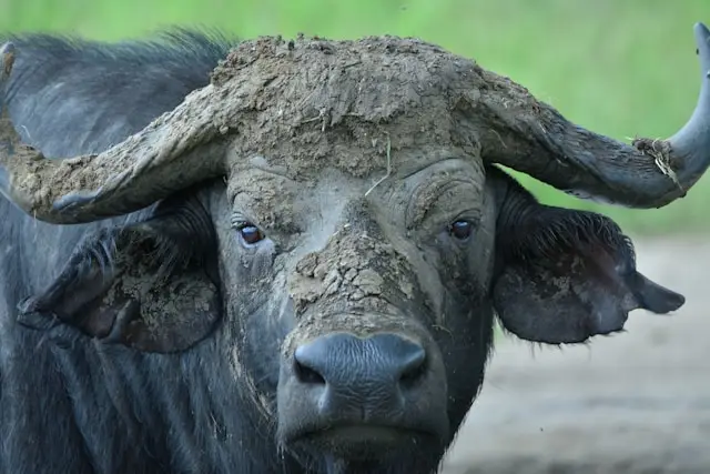 Buffalo Springs National Reserve