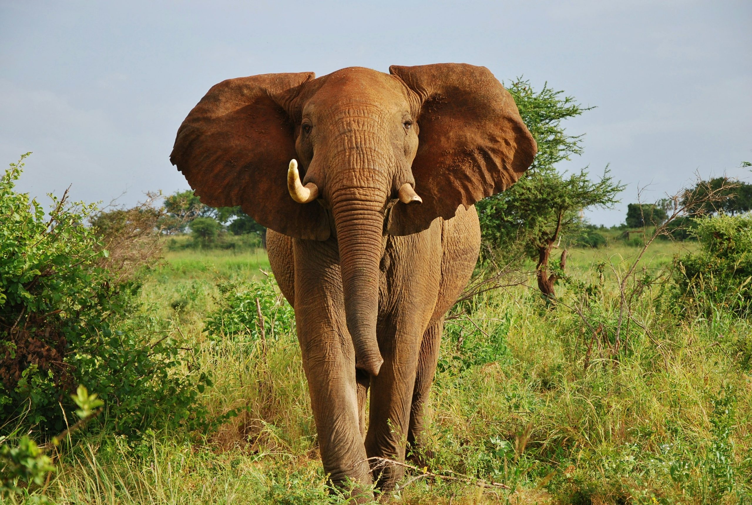 Discover the Most Visited National Parks in Kenya for Safari