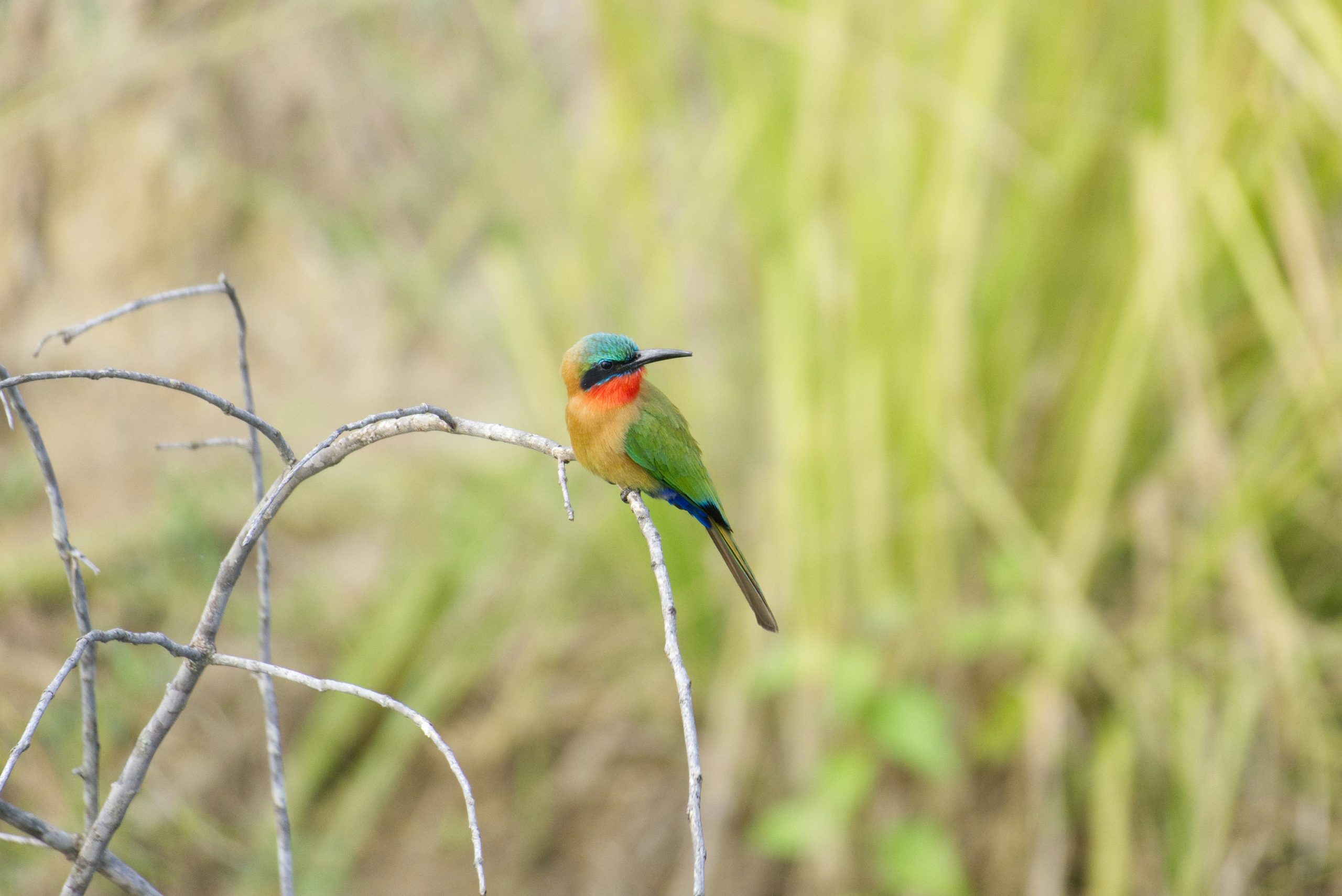 Murchison Falls National Park