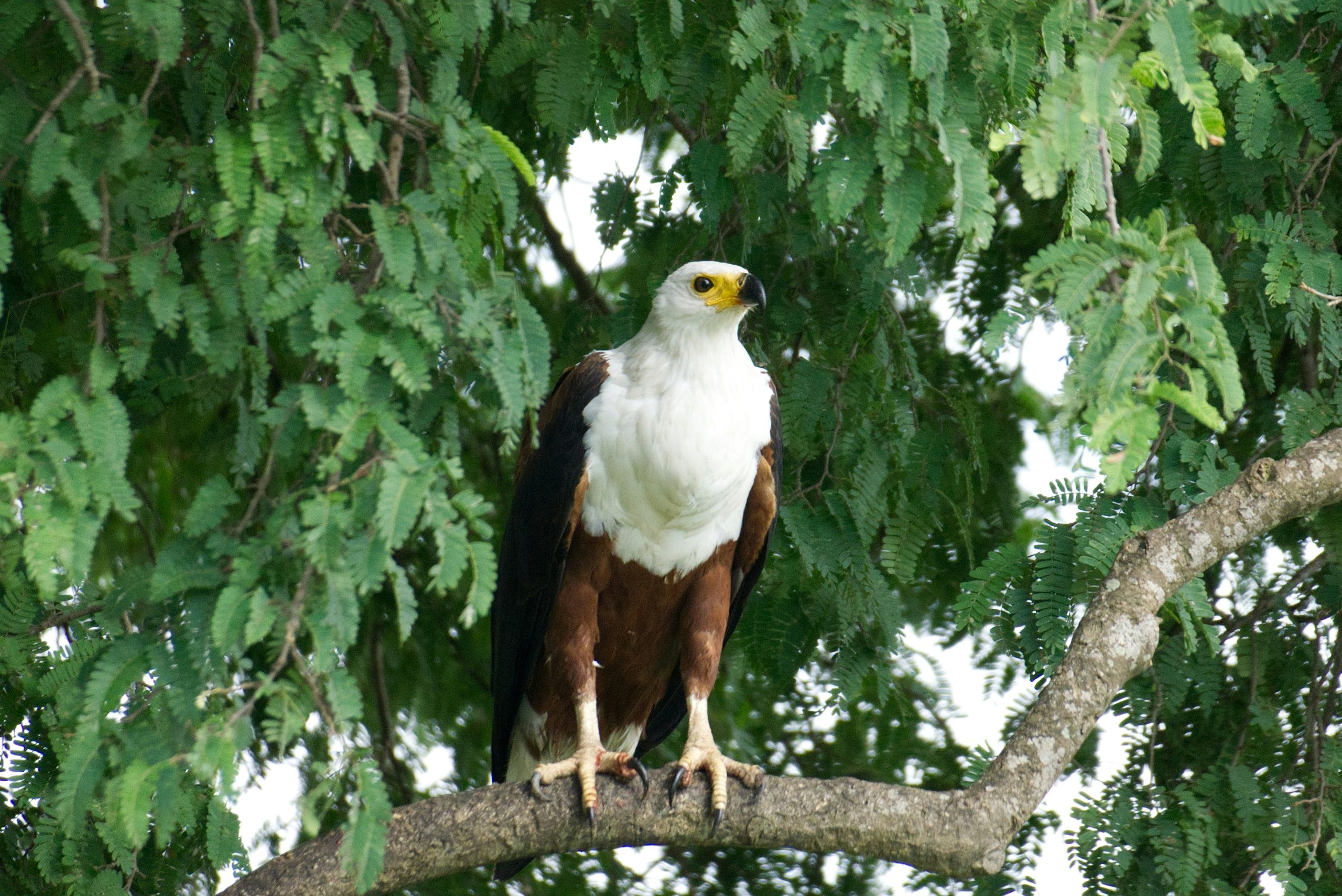 Chobe National Park

