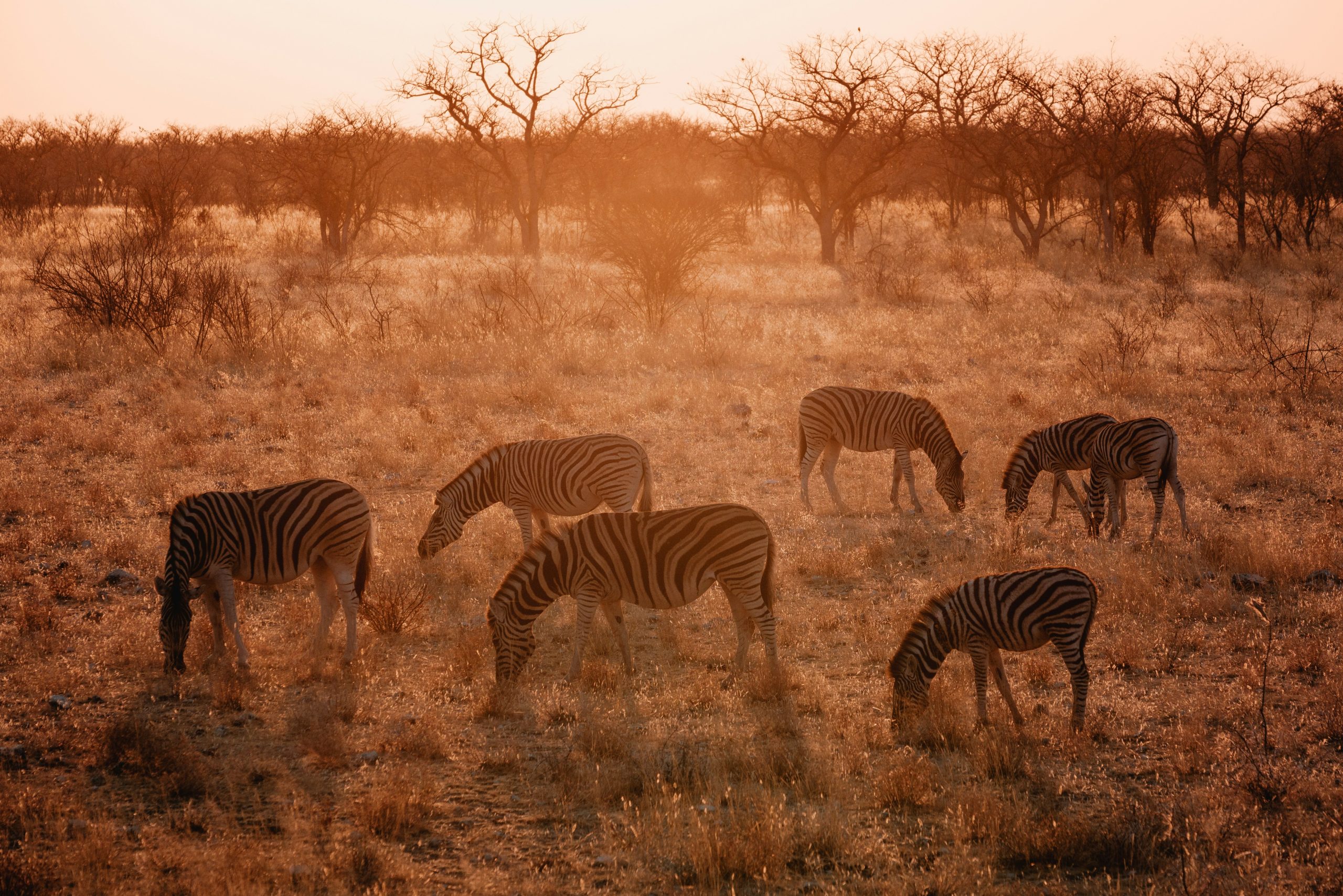 The Grand Namibian Luxury Tour