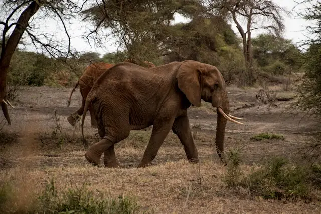 Elephant Magic Safari in Amboseli