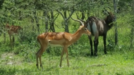 Lake Mburo National Park