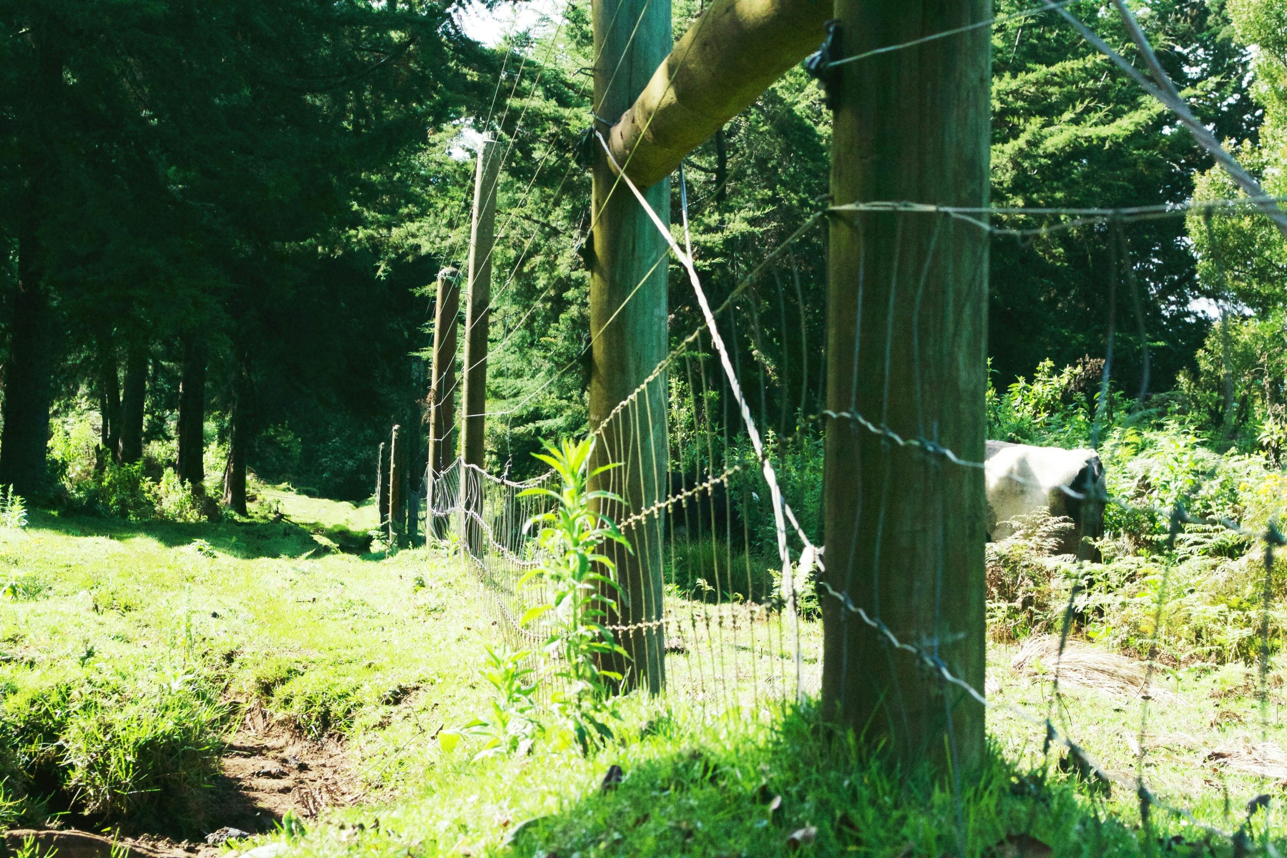 Aberdare National Park