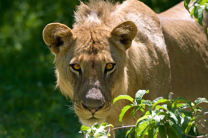 Luxury for Less Zambia Safari
