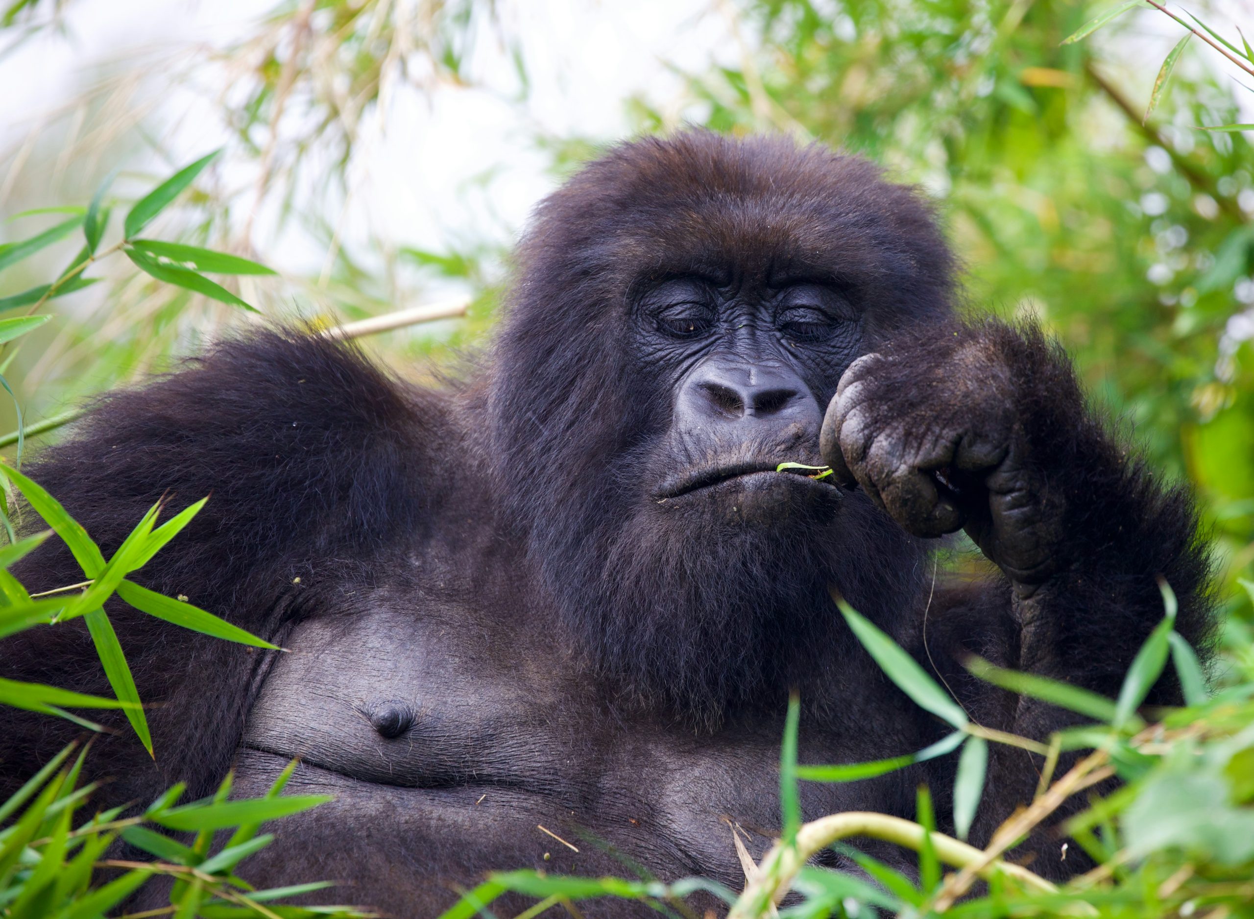Rwanda Mountain Gorillas Tour