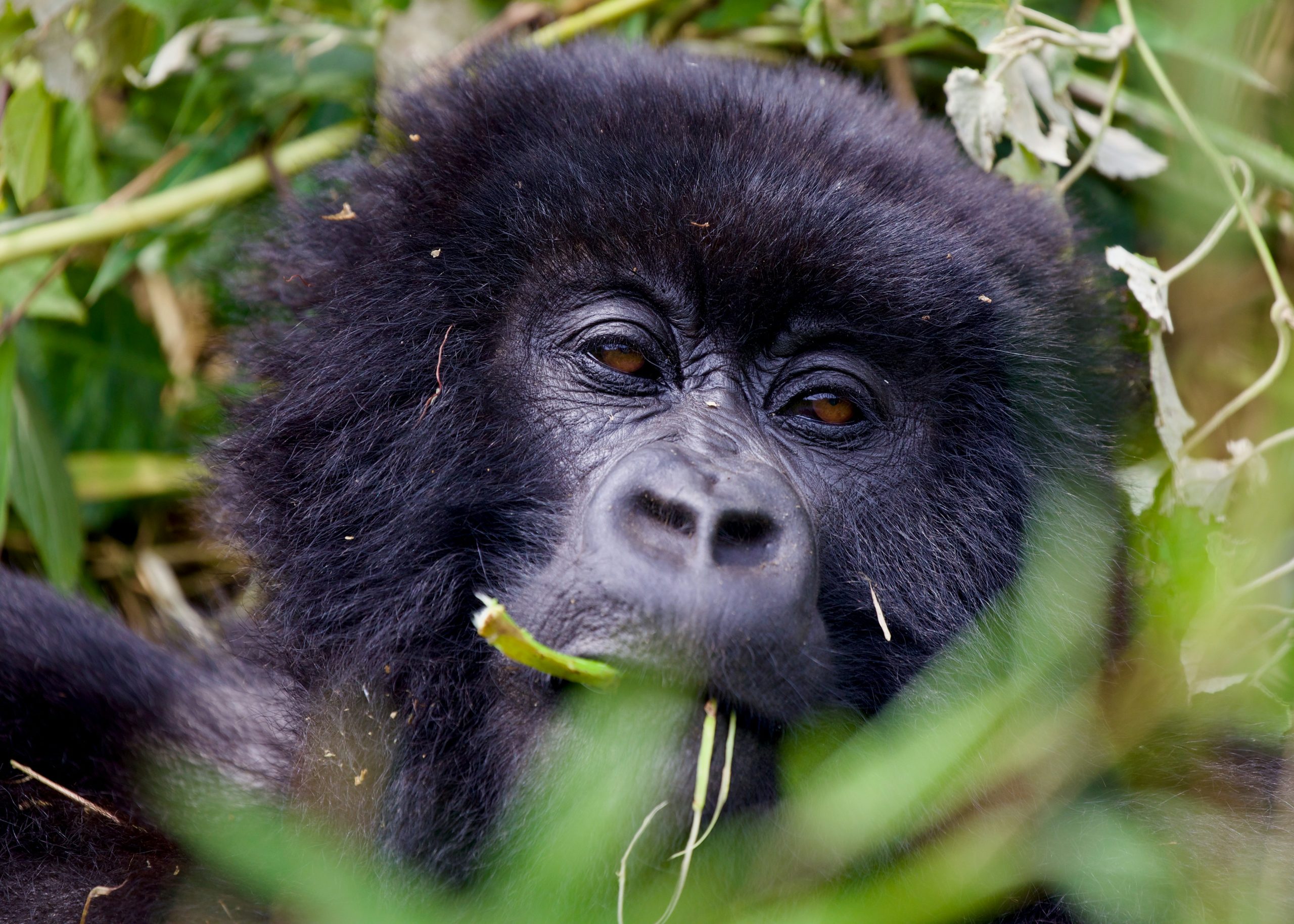 Mountain Gorillas