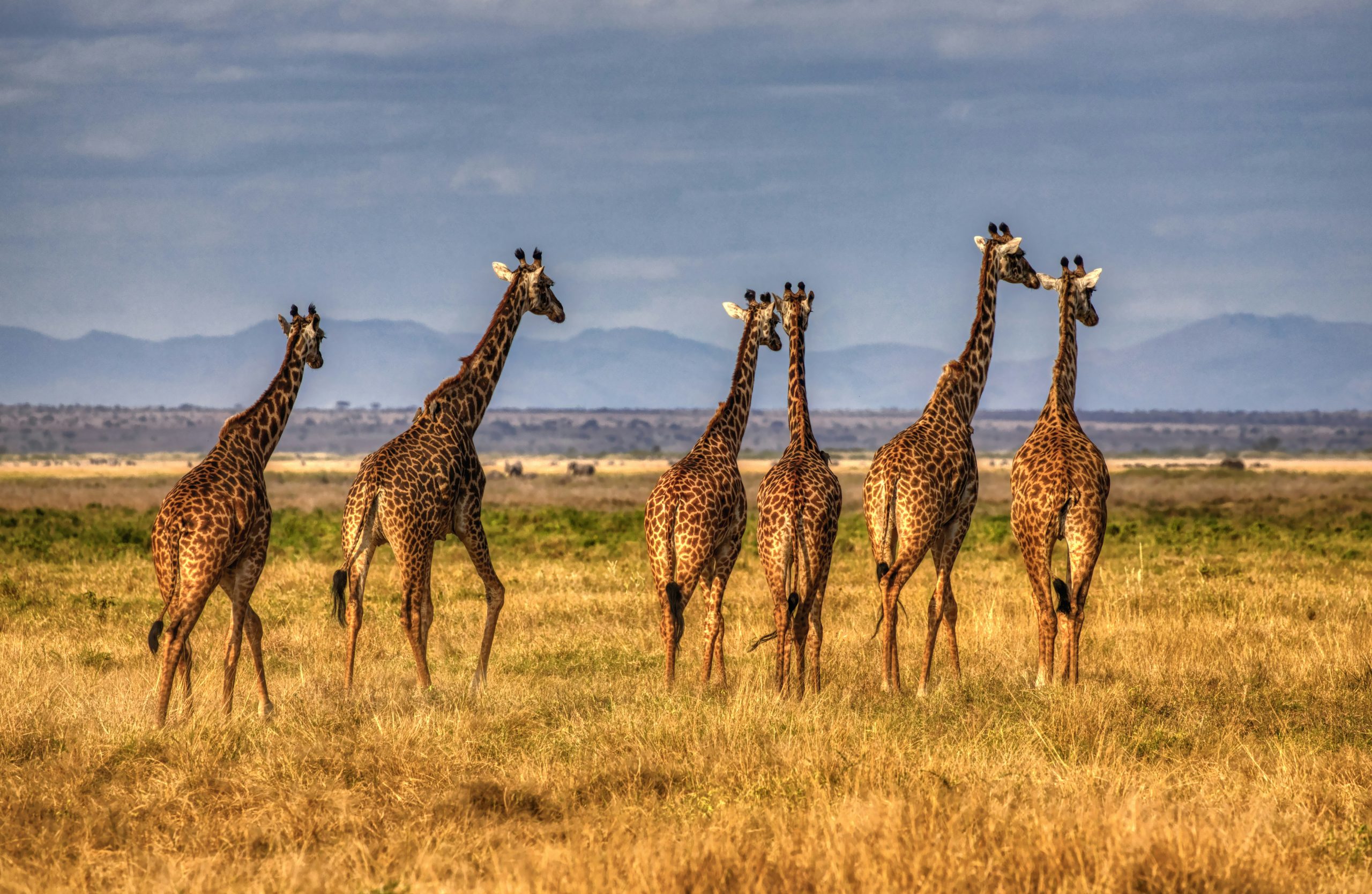 Elephant Magic Safari in Amboseli
