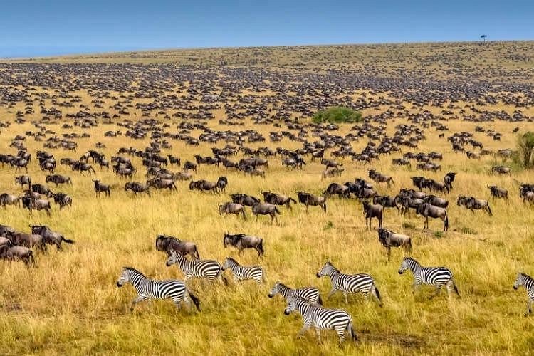 Ultimate African Safari
