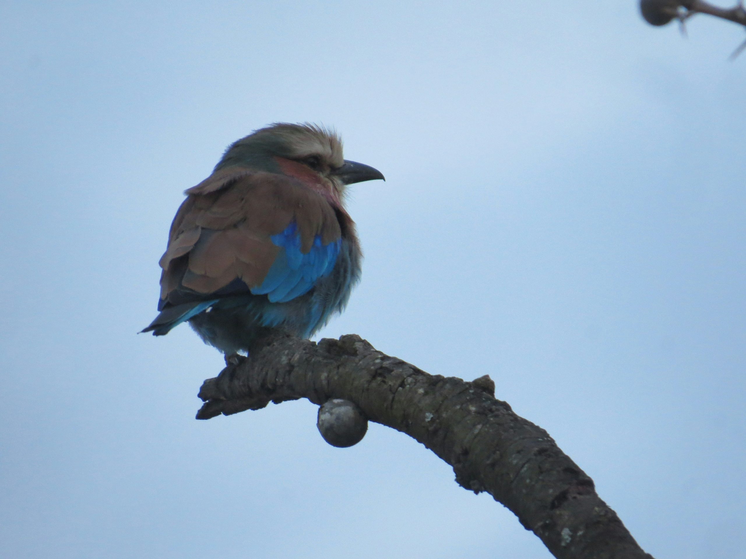 Samburu and Ol Pejeta Conservation Safari