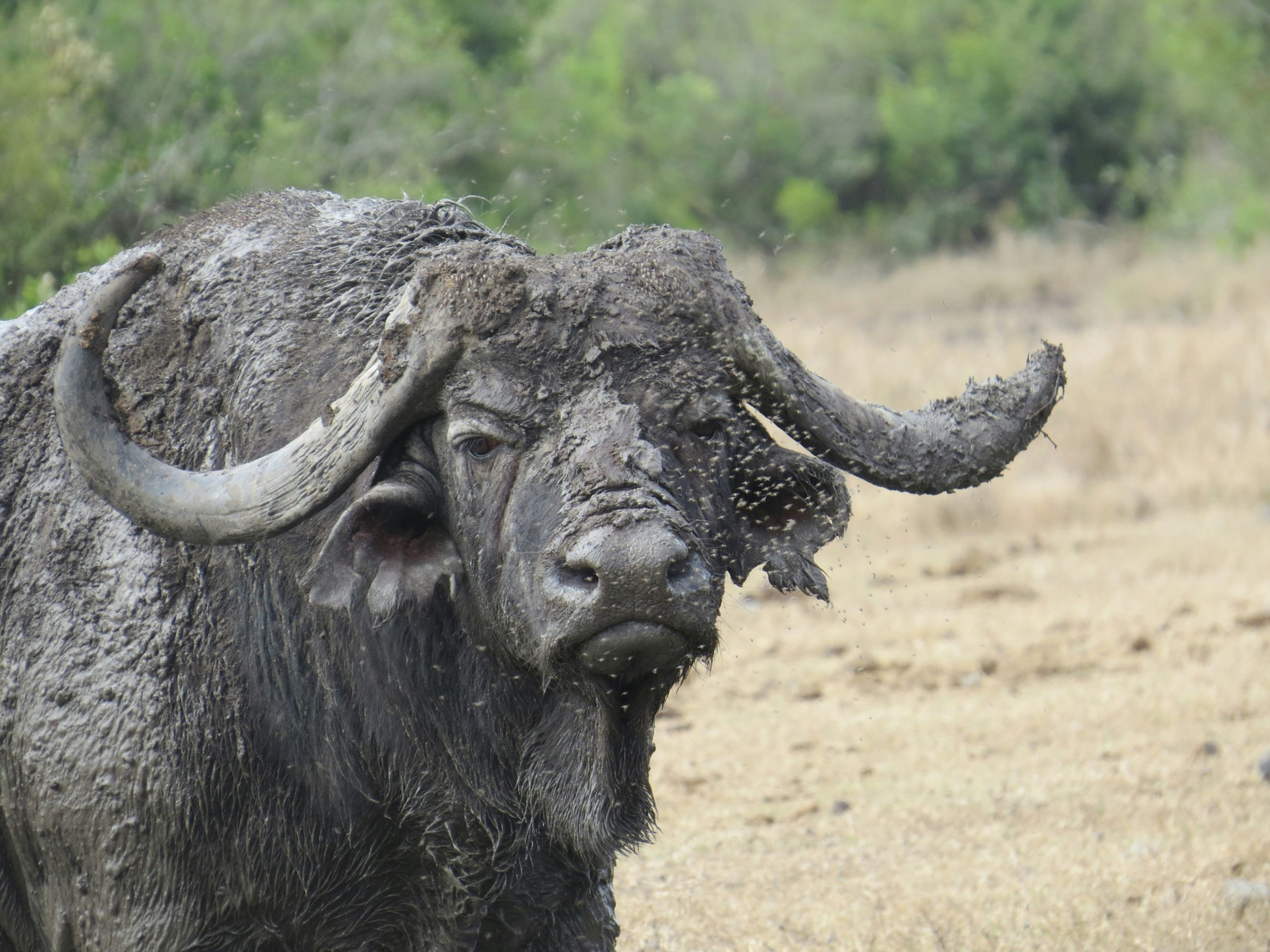 Samburu and Ol Pejeta Conservation Safari