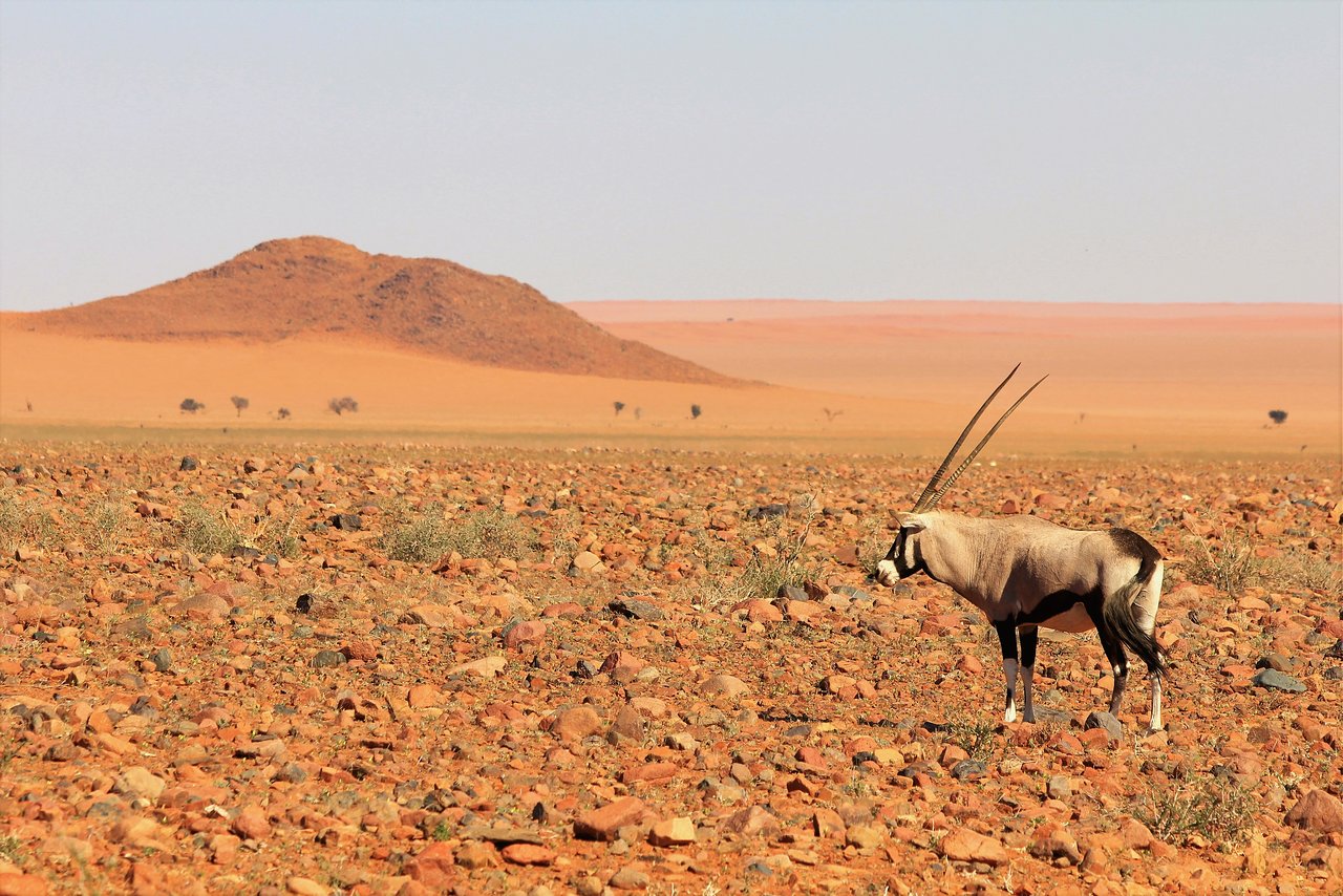 Ultimate African Safari
