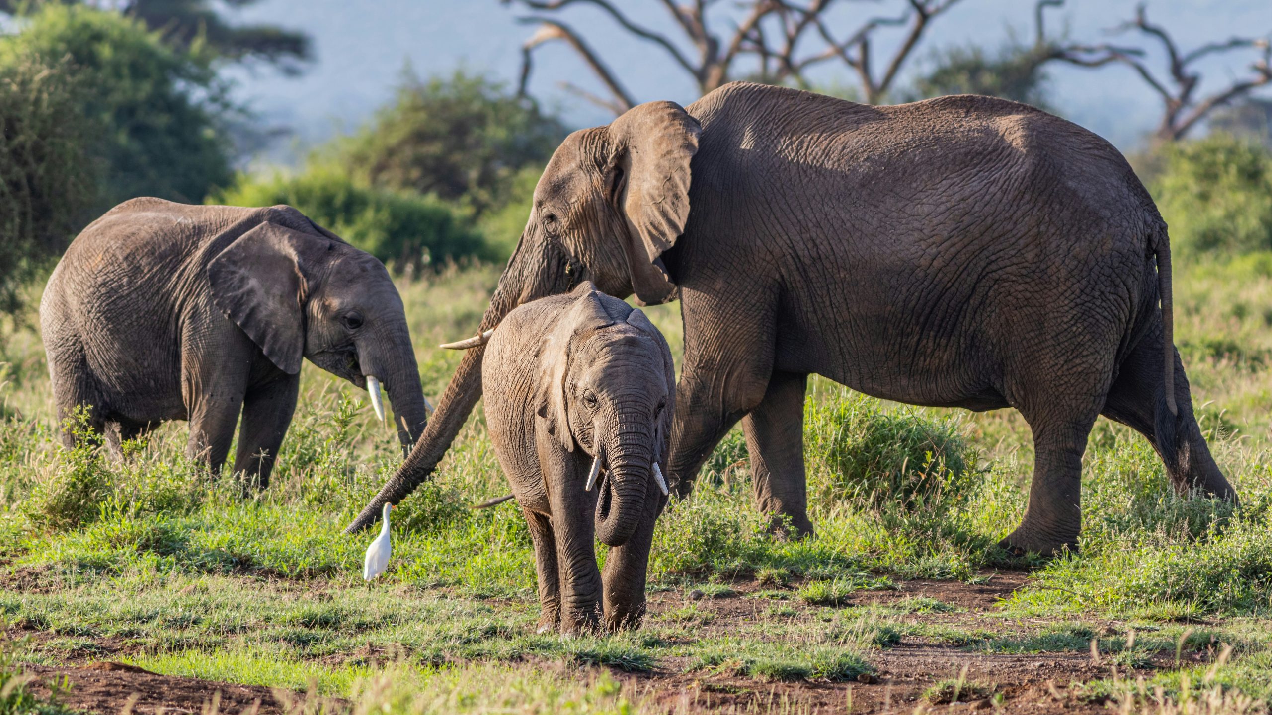 Elephant Magic Safari in Amboseli
