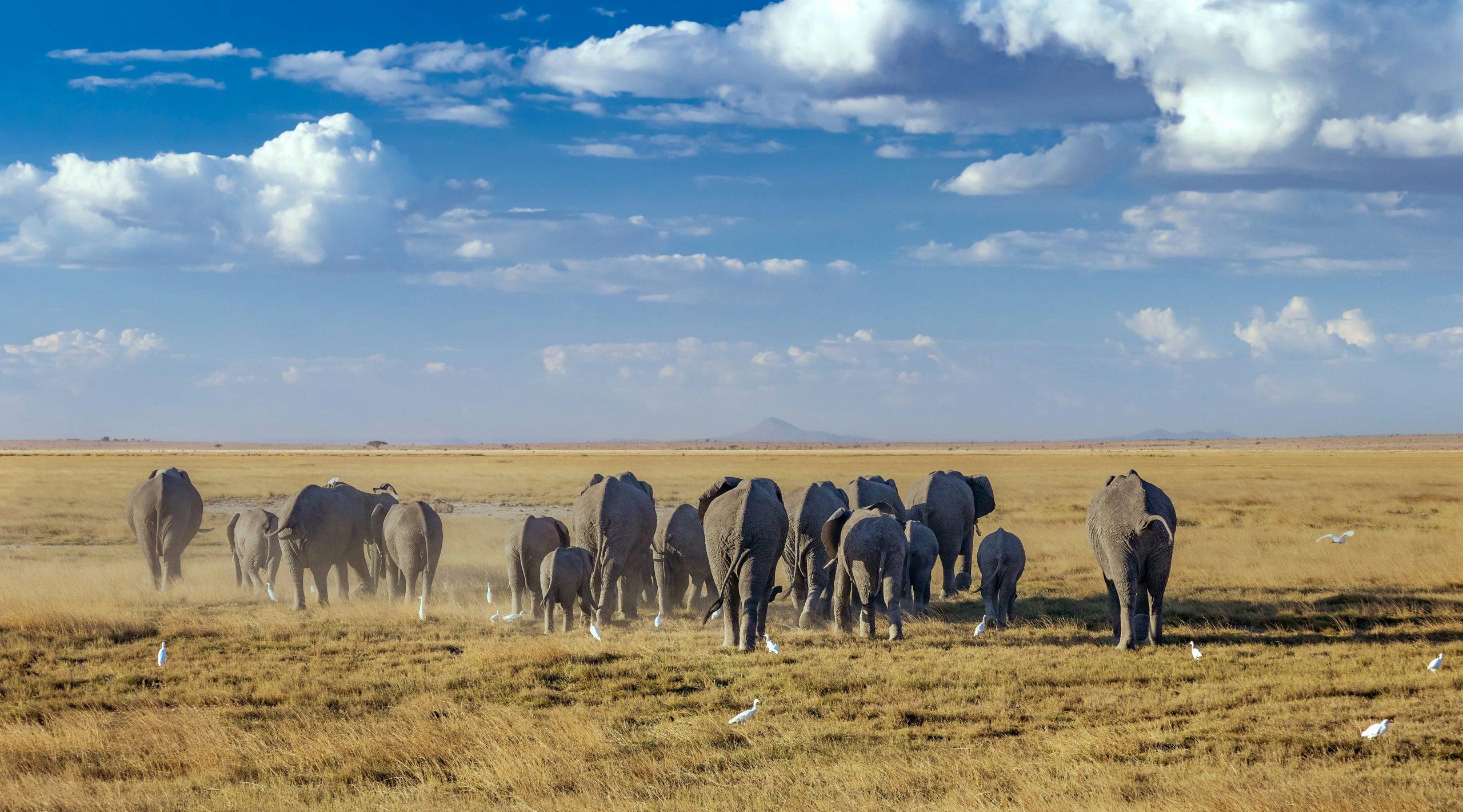 Elephant Magic Safari in Amboseli
