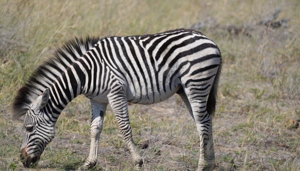 Guide to the Serengeti Wildebeest Migration Season