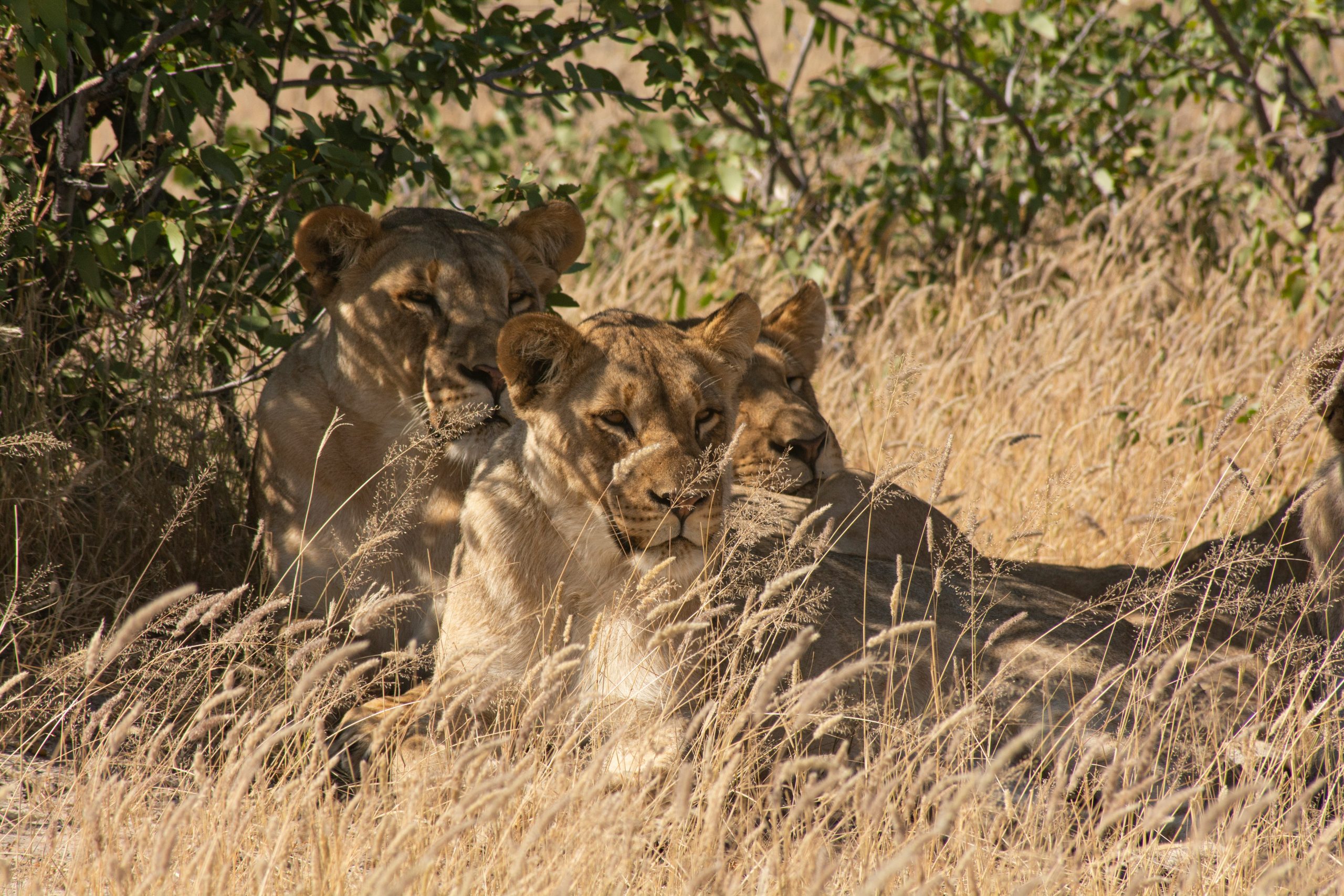 Etosha National Park