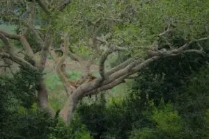 Queen Elizabeth National Park