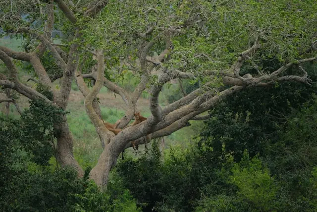 Queen Elizabeth National Park