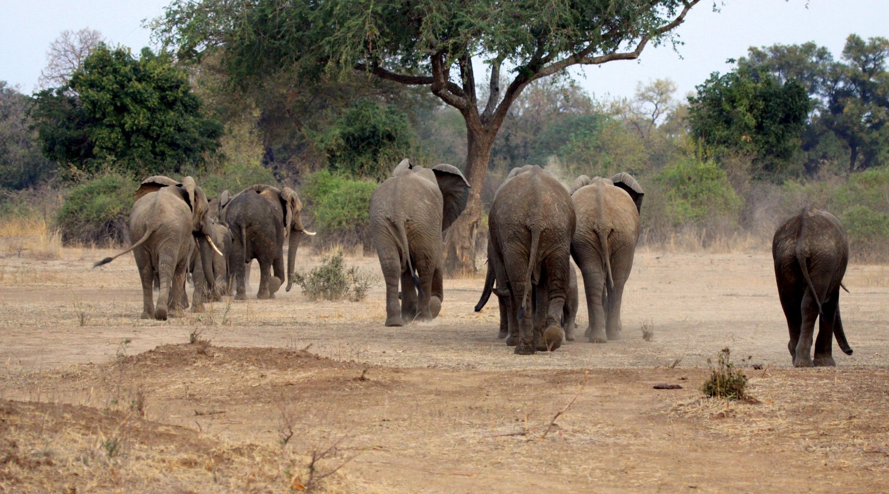Luxury for Less Zambia Safari