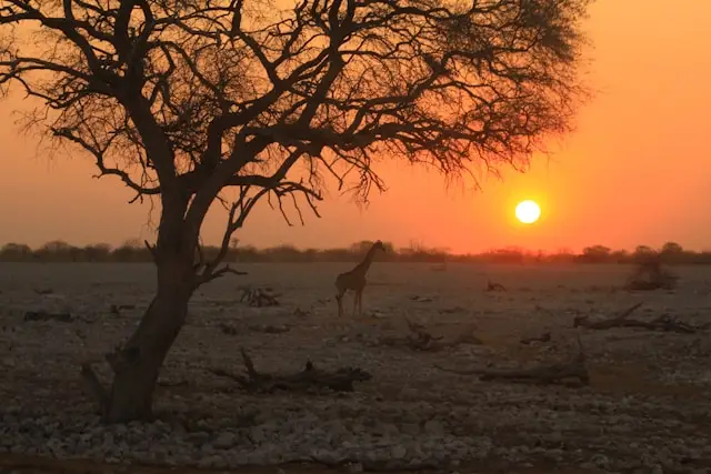 Etosha National Park