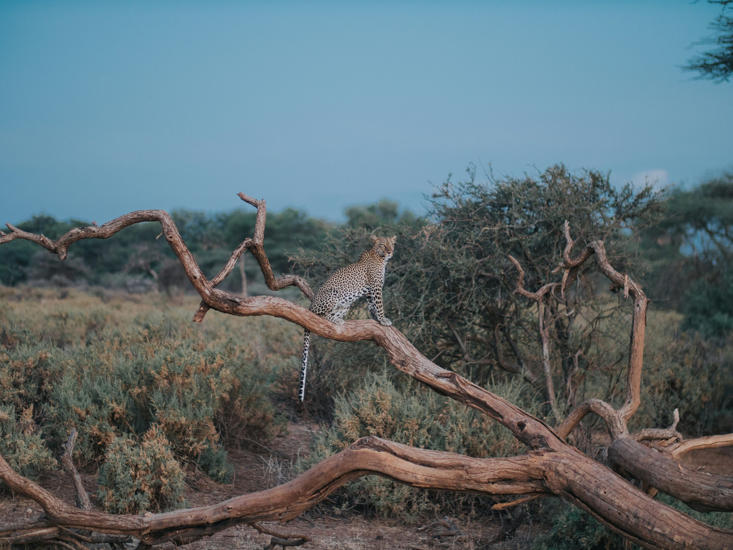 Samburu and Ol Pejeta Conservation Safari