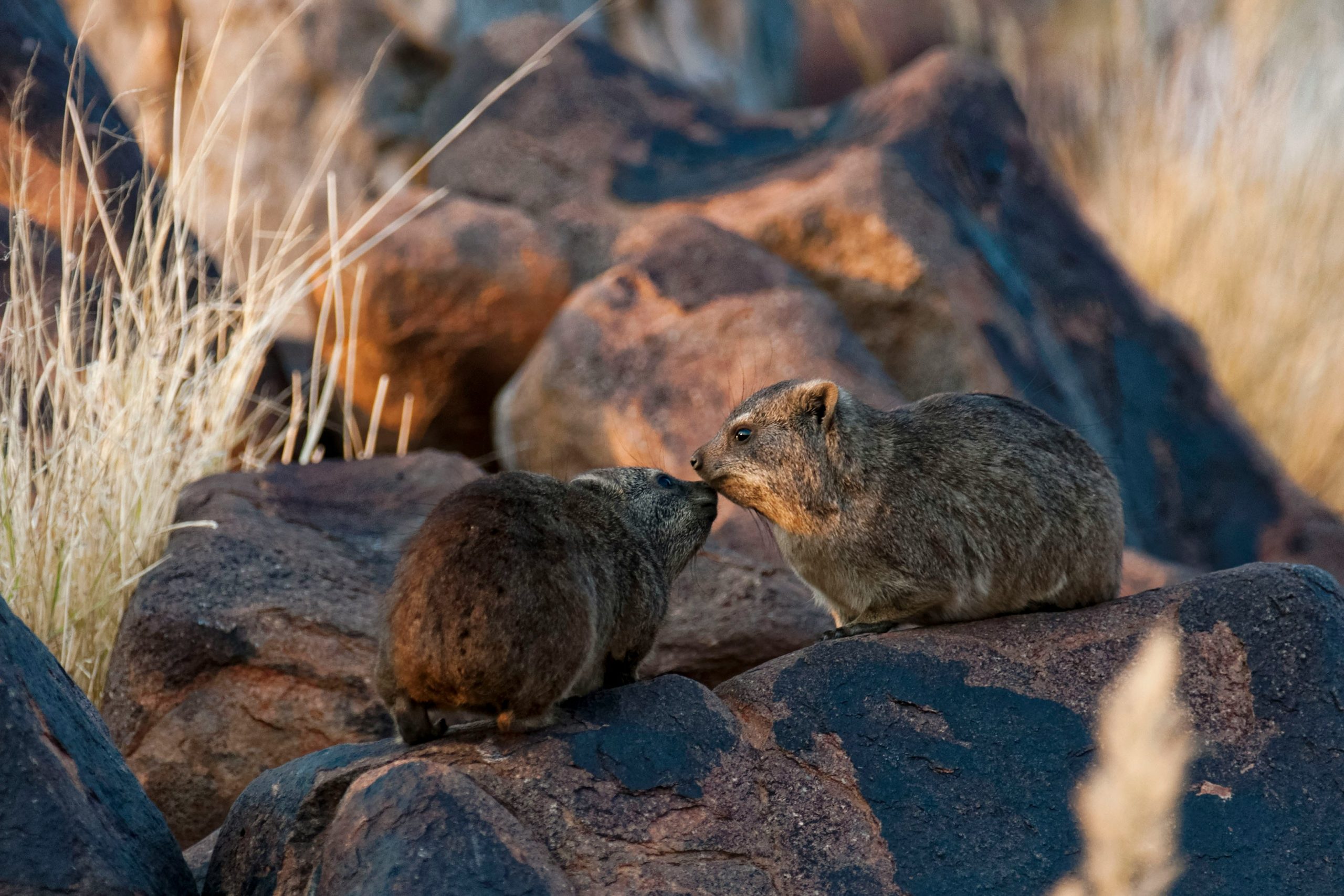 Intrinsic Namibian Deluxe Safari