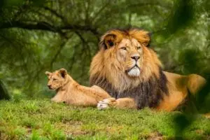 Aberdare National Park