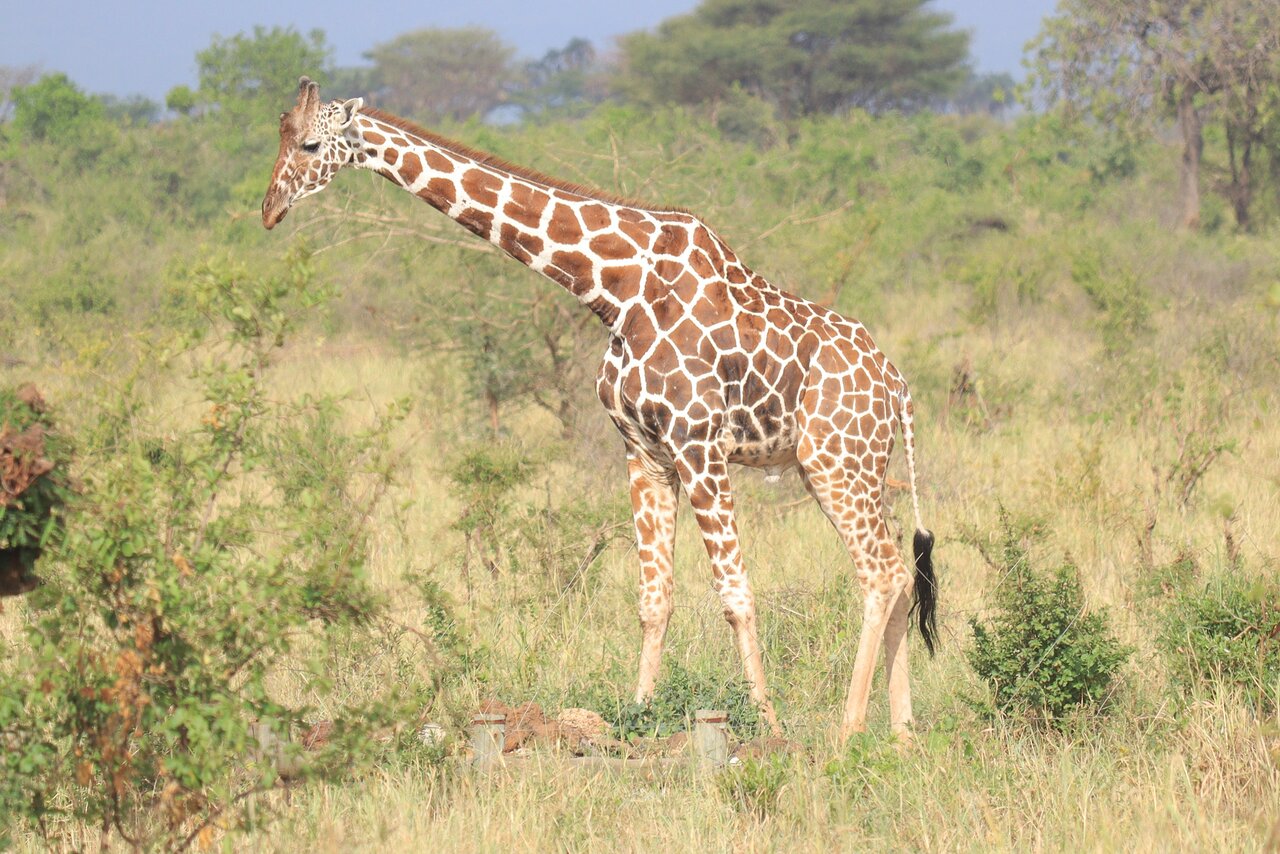 Meru National Park