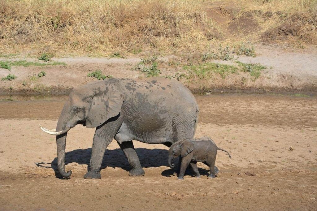 Family Safari to Meru National Park