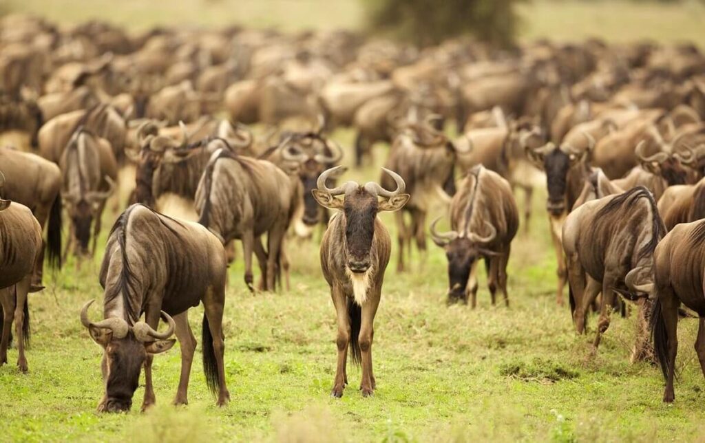 A Typical Day on Safari in Tanzania
