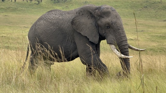 Northern Circuit Highlights Tanzania Safari