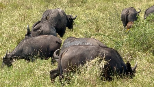 Majestic Selous on Wheels Safari