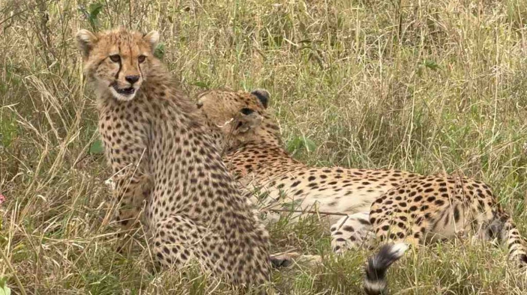 7 Days Safari with Serengeti Ngorongoro Manyara Tarangire and Lake Eyasi
