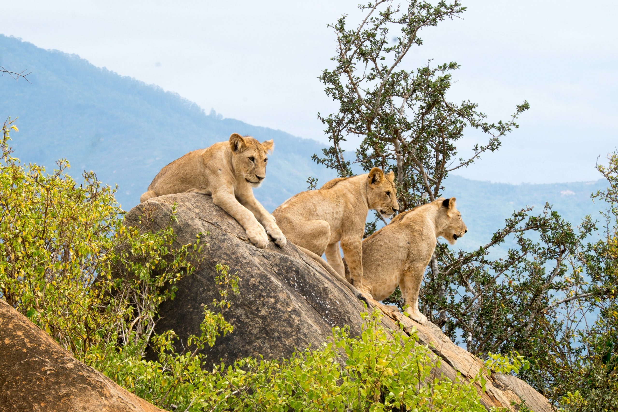 Safari ASAP Guides During your Travel in Tanzania