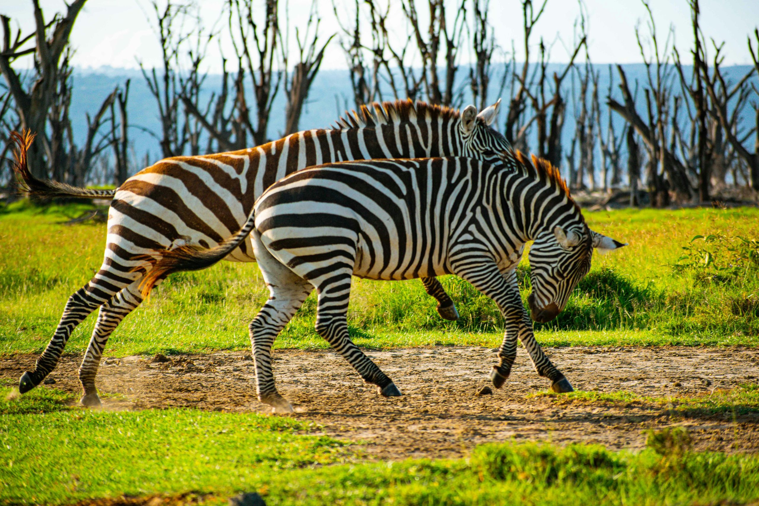 In Search of Primates Kenya & Uganda