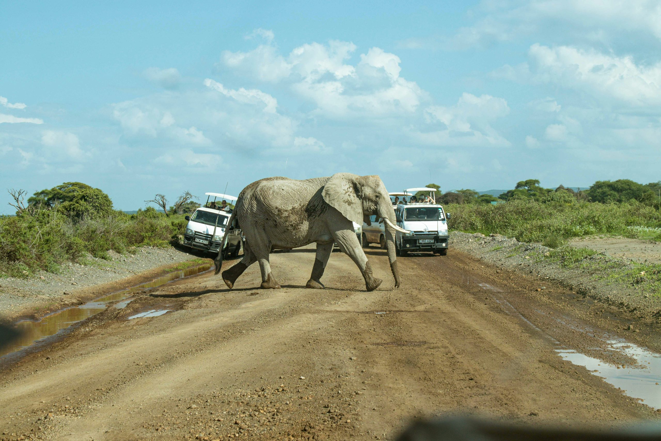 Taste of Kenya Conservation Safari