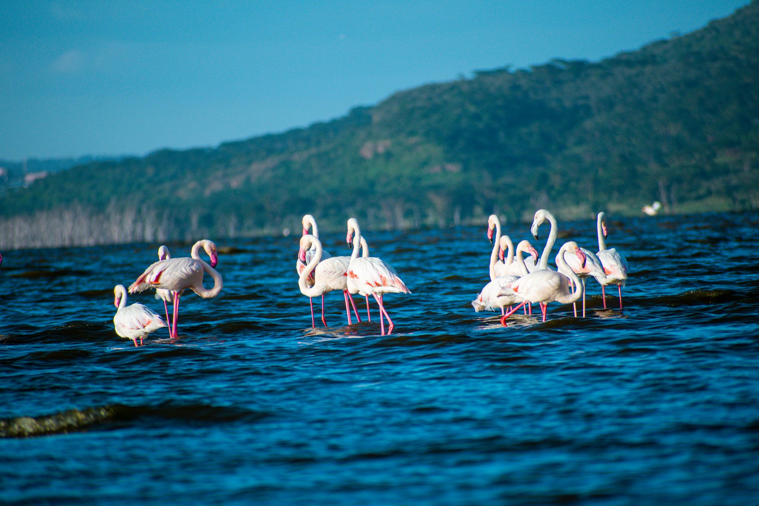 Safari ASAP Guides During your Travel in Tanzania