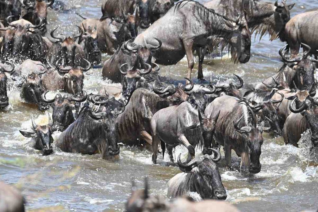 11 Days Safari with Serengeti, Ngorongoro and Zanzibar