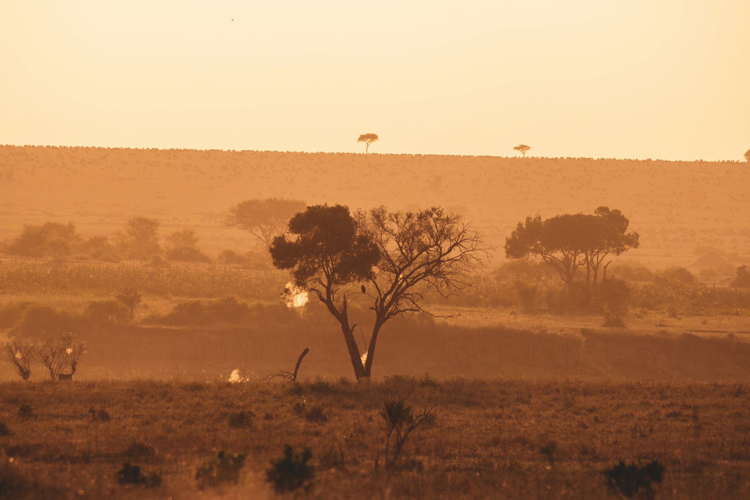 A Typical Day on Safari in Tanzania