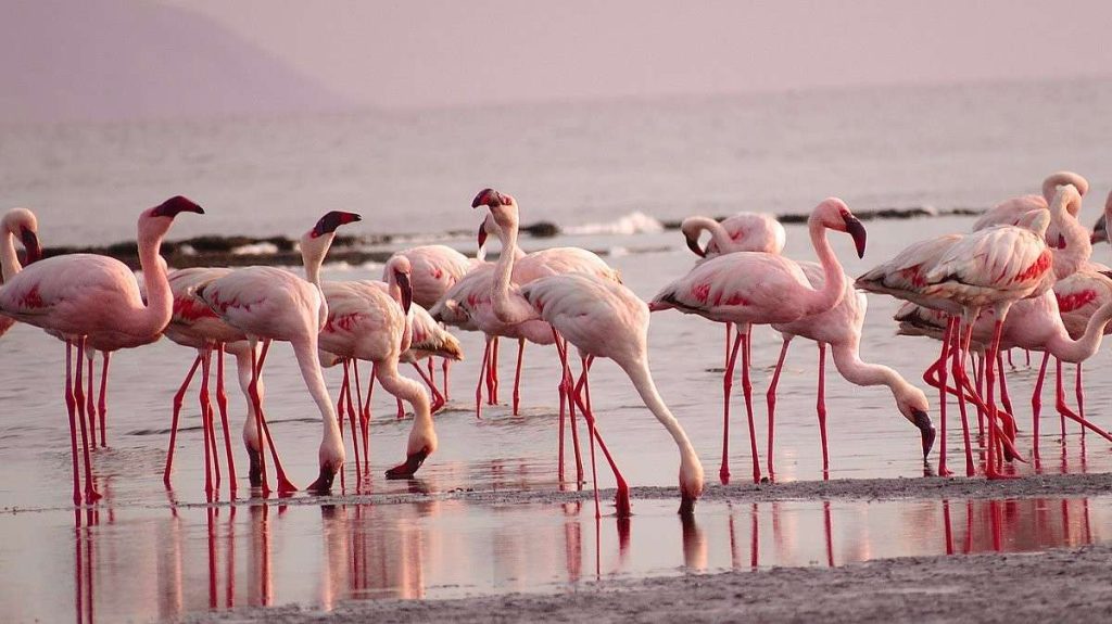 21 Days Ultimate Tanzania Safari