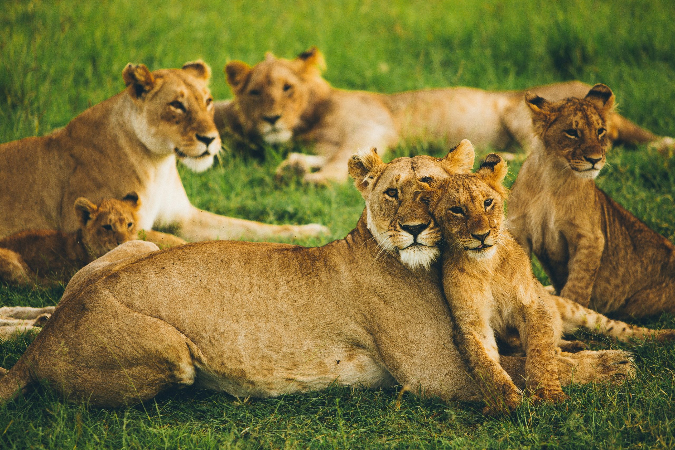 In Search of Primates Kenya & Uganda