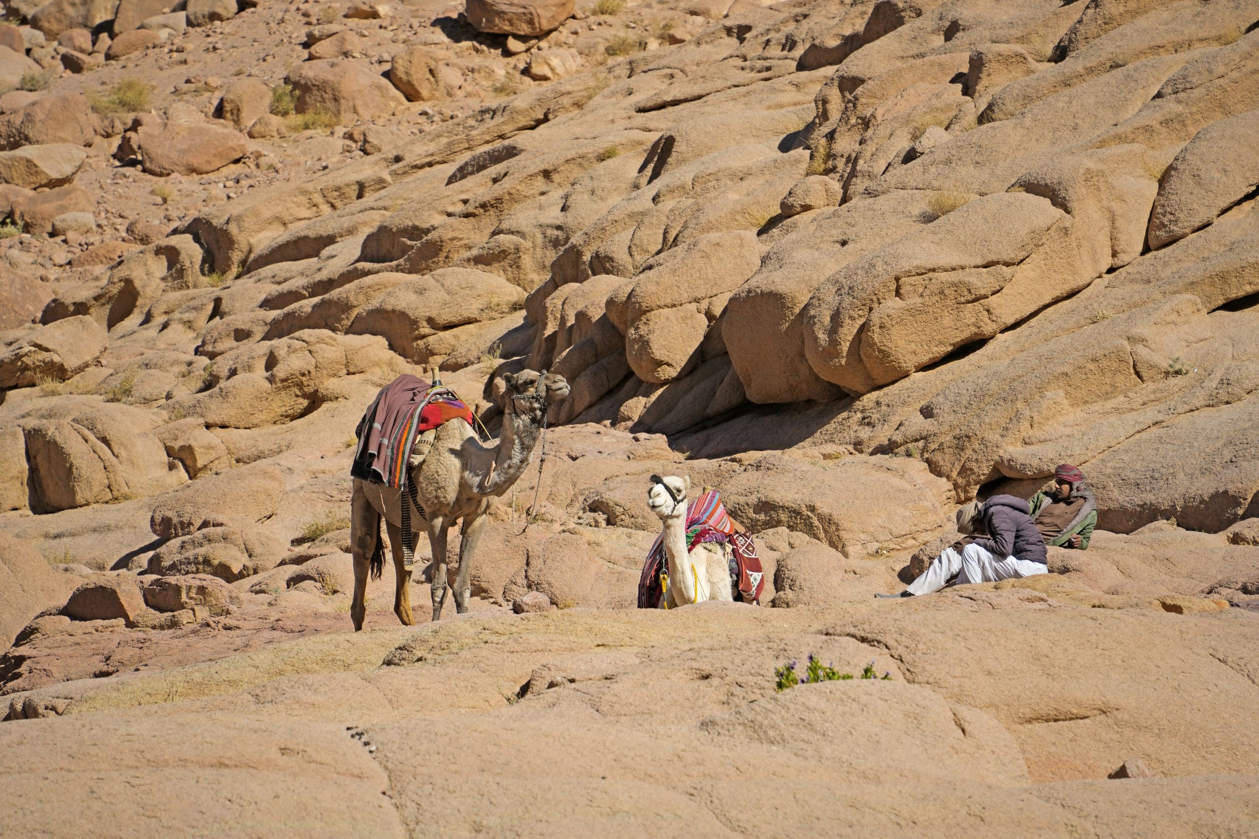 Egypt Country Factsheet