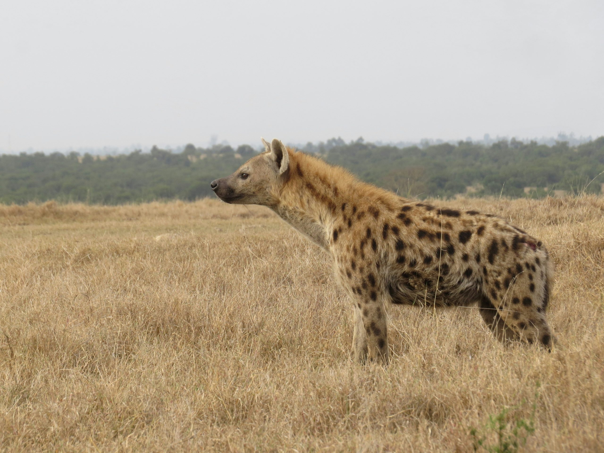 In Search of Primates Kenya & Uganda