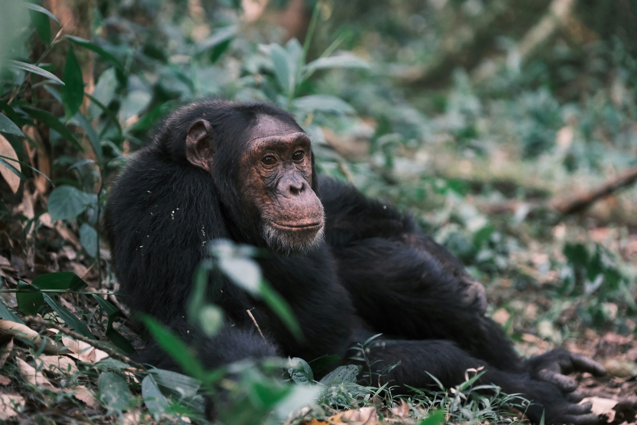 In Search of Primates Kenya & Uganda