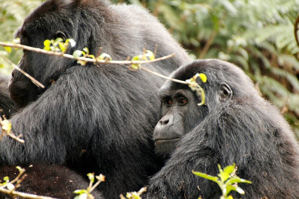 In Search of Primates Kenya & Uganda