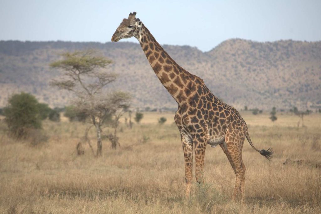 Tanzania Photography Tours and Safaris