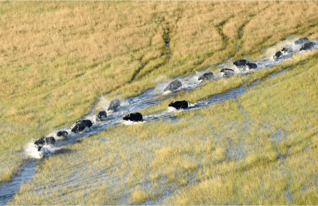 Okavango Delta