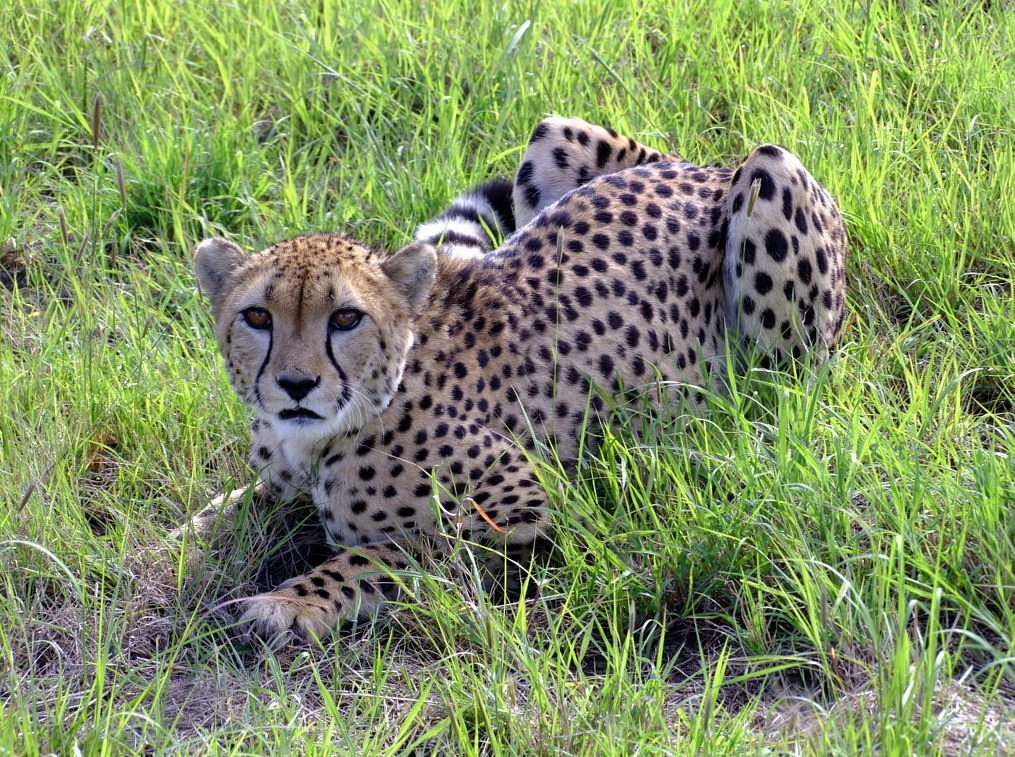 Nxai Pan National Park
