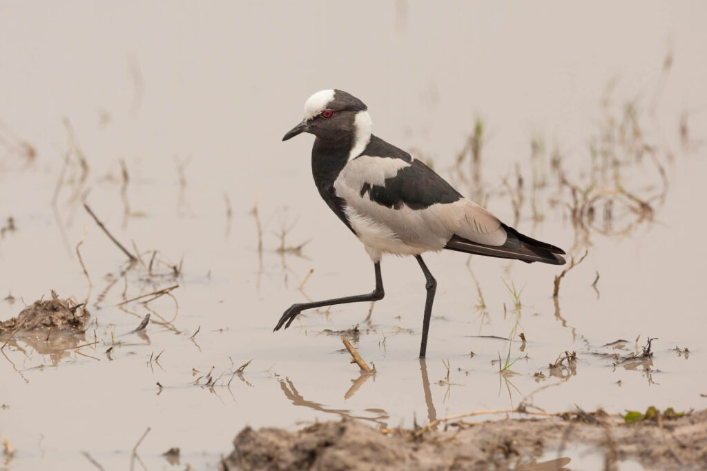 Moremi Game Reserve