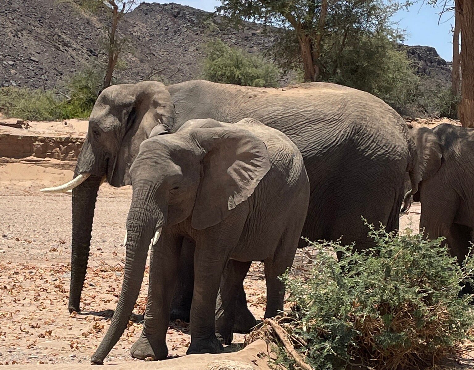 moremi game reserve